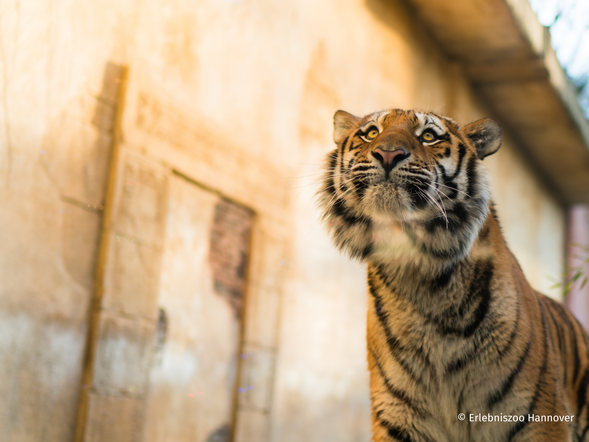 Erlebnis-Zoo Hannover mit Hotel