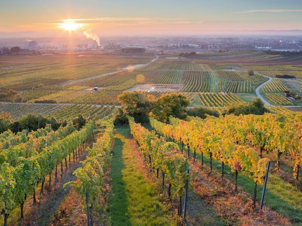 Region Carnuntum: Das Tor zu Wien und Wein - 2 Tage Kurzurlaub mit Frühstück
