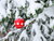 4 Tage Weihnachtszauber im Allgäu