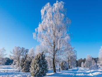 Weihnachten in der Lüneburger Heide