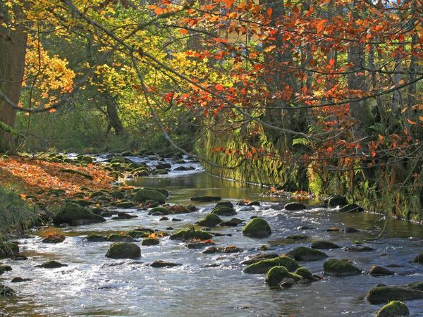 6 Kennlern-Tage im Schwarzwald in Baiersbronn-Mitteltal Halbpension