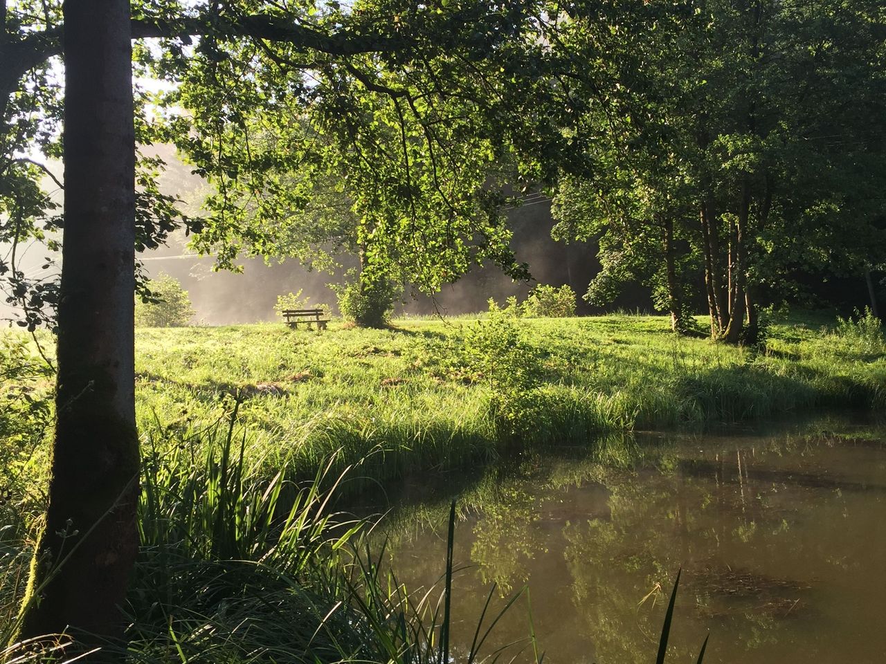 Sommererwachen im Wald