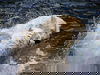 Tierisches Familien-Abenteuer Zoo Dresden - 5 Tage