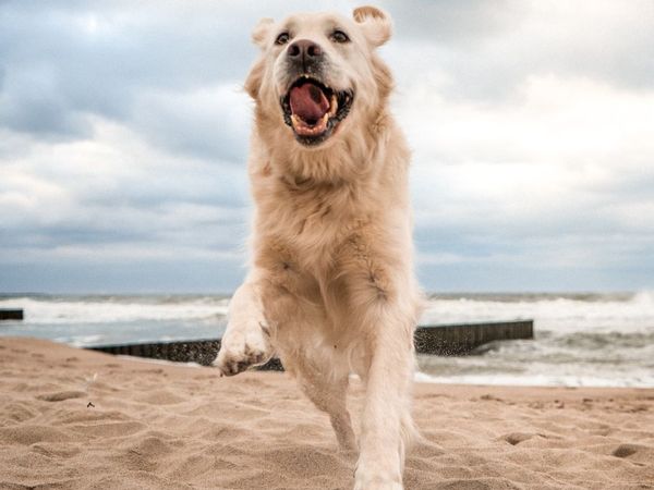 Urlaub mit Hund in Kappeln an der Ostsee / 3 Tage in Kappeln (Schleswig-Holstein) inkl. Frühstück