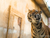 Erlebnis-Zoo Hannover mit Hotel
