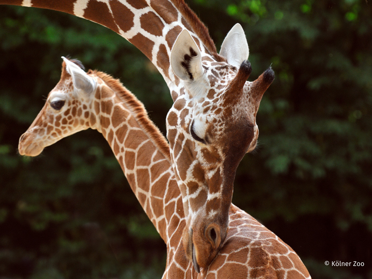 Kölner Zoo