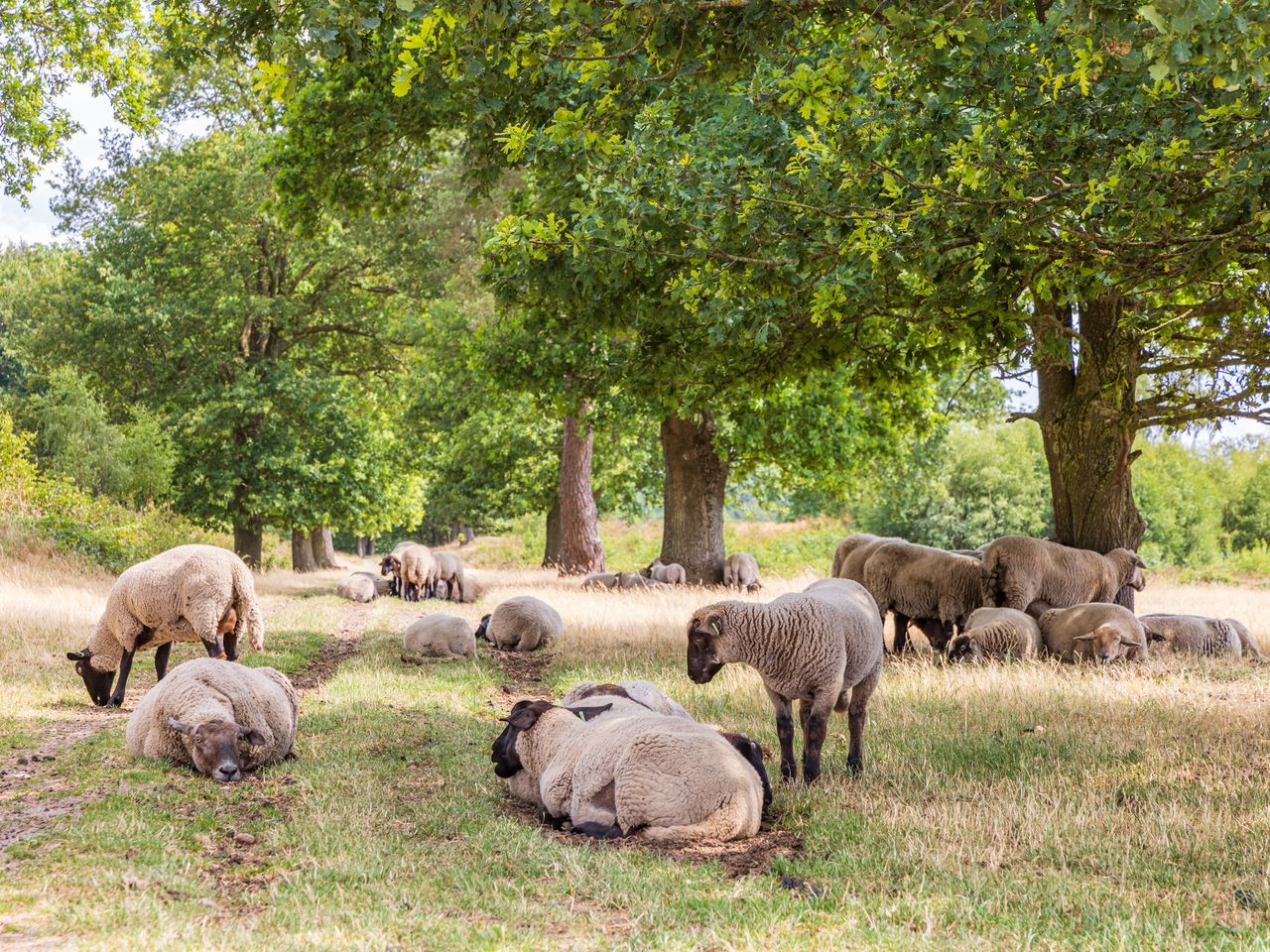 5 Tage Wellness-Auszeit von Wald und Heide umgeben