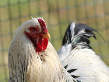 Wildpark Schloss Ortenburg