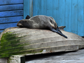 Erlebnis-Zoo Hannover mit Hotel