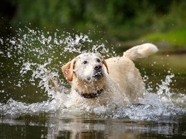 Abenteuer Bayerischer Wald - Urlaub mit Hund | 4 Tage