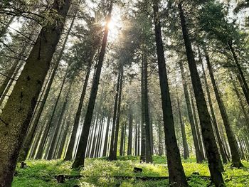 3 Tage Auszeit im Harz inkl. 1 Abendessen