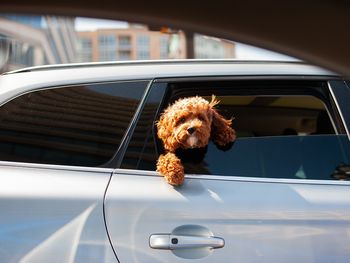 Urlaub mit Hund - Ferien auf vier Pfoten HP - 4 N