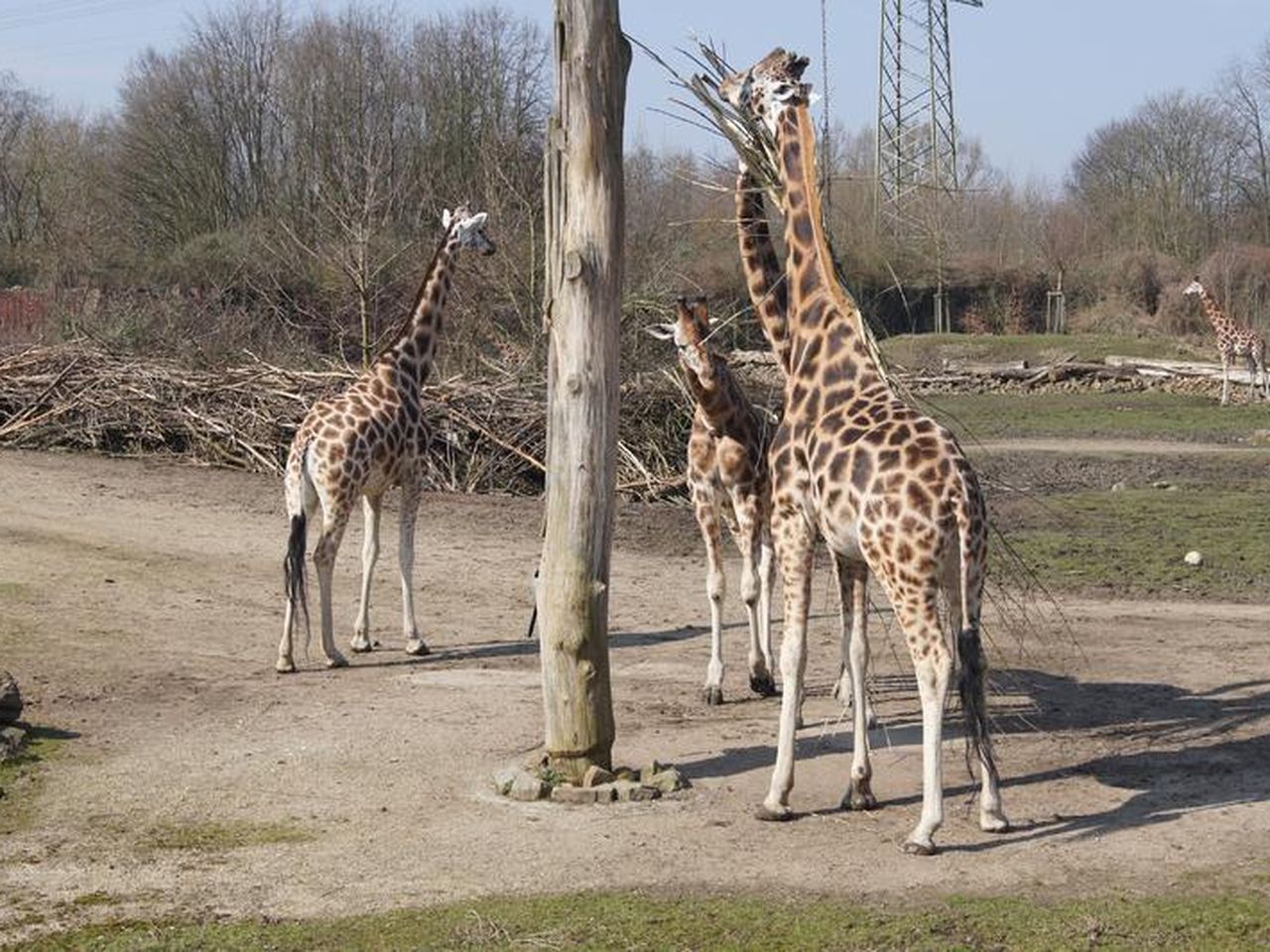 Tiere und mehr im Safariland Stuckenbrock