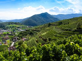 6 Tage Weingenuss in Niederösterreich mit HP