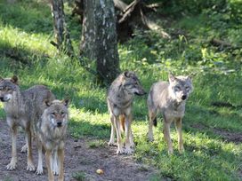 4 Tage Erholung am See in Güstrow