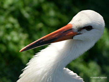 Tierpark Irgenöd