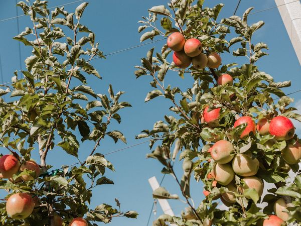 6 Tage… Herbst, Sonne, Südtirol in Partschins/Töll, Trentino-Südtirol inkl. Halbpension
