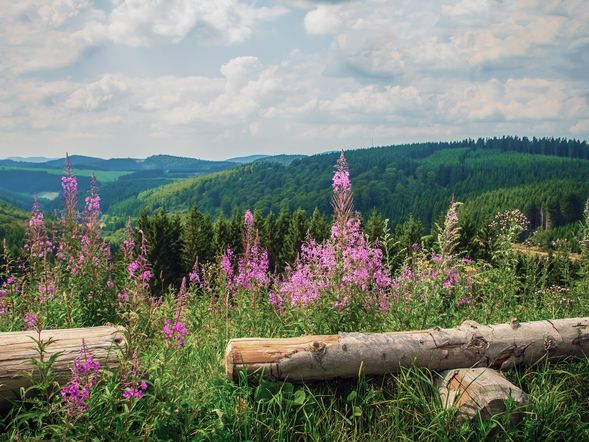 3 Tage Kurzurlaub in Astenkrone-Winterberg