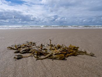 4 Tage am schönen Niederländischen Nordseestrand