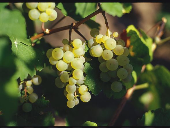 Weingut Heinrich Basten