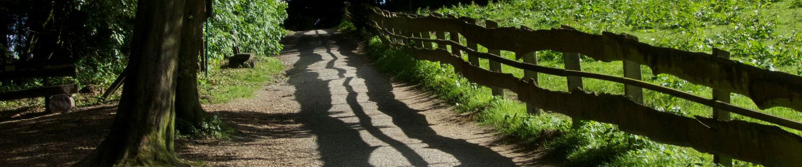 Wanderweg durch einen Wildpark im Sommer.