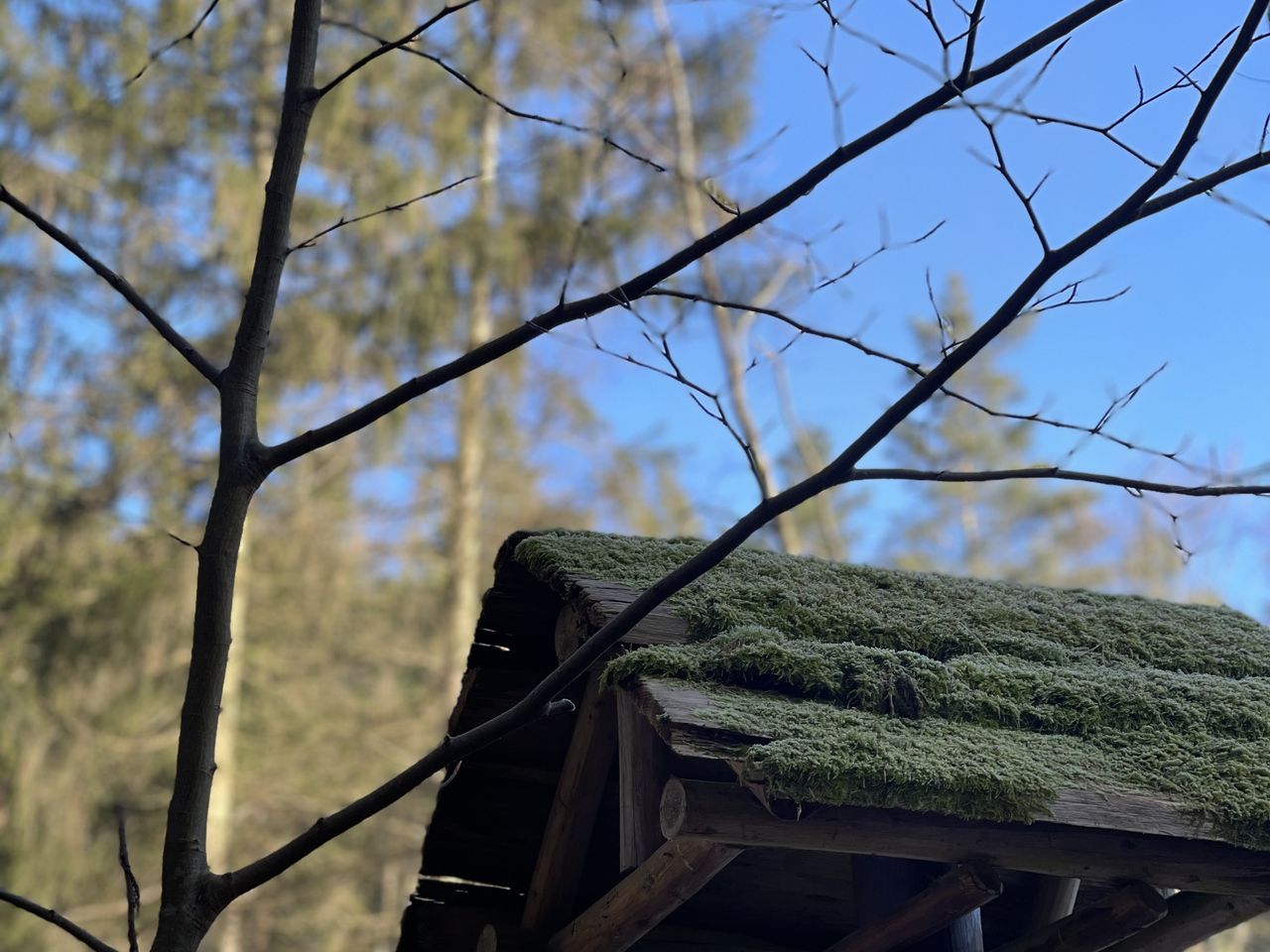 Kuschelzeit im Wald