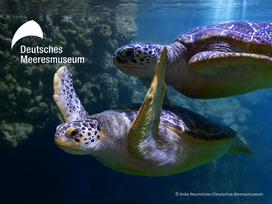 Meeresmuseum Stralsund mit Ticket und Hotel
