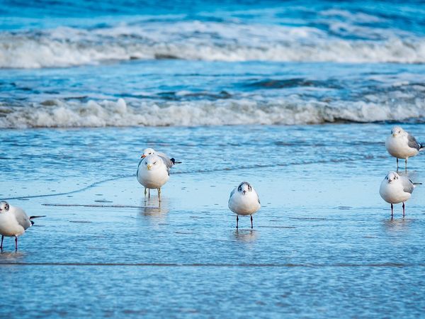 8 Tage Wintersparwoche 7 für 6 mit Halbpension an der Ostsee in Grömitz, Schleswig-Holstein inkl. Halbpension