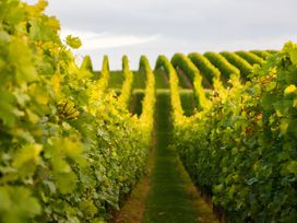 Genuss & Wein-Erlebnis an der Weinstraße - 2 Tage