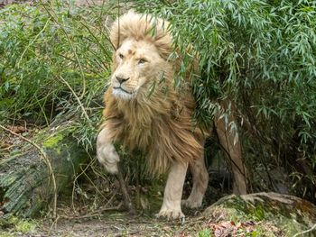 3 Tage Auszeit mit Zoo und Wellness im Saarland