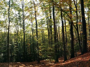 Panoramasicht vom Teutoburger Wald