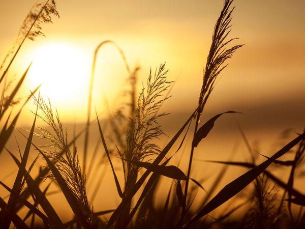 8 Tage Inselträume-Sommerparadies Rügen inkl. HP | 7 Nächte in Trent, Mecklenburg-Vorpommern inkl. Halbpension