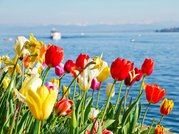 2 Tage Urlaub am Bodensee in Bregenz, Vorarlberg inkl. Frühstück