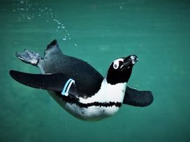 Opelzoo Kronberg mit Übernachtung | 4 Tage