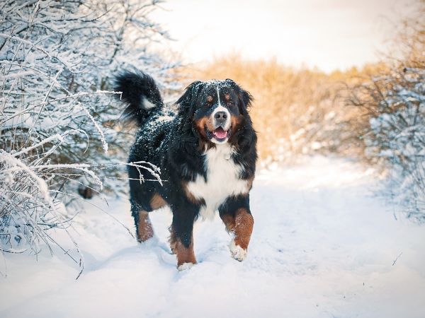 3 Tage Wein & Hund in Volkach am Main, Bayern inkl. Halbpension