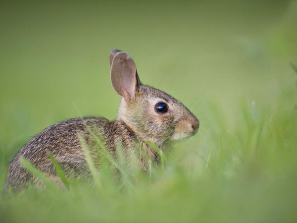 4 Tage Ostern mit dem Feldhasen in Seewald OT Besenfeld, Baden-Württemberg inkl. Frühstück
