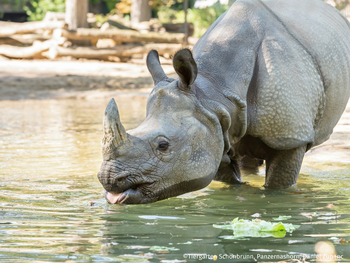 Tiergarten Schönbrunn Wien mit Hotel