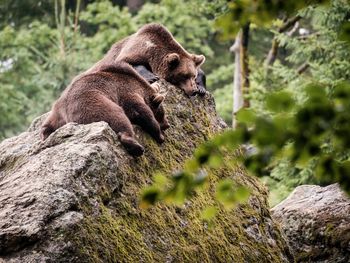 Auszeit im bayerischen Wald - 6 Tage mit Halbpension