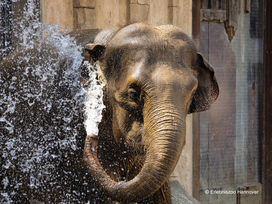 Erlebnis-Zoo Hannover mit Hotel