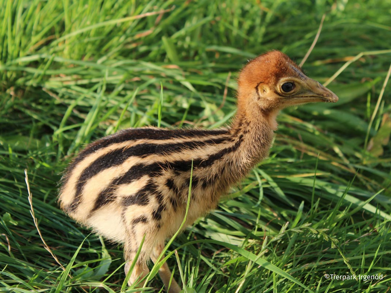 Tierpark Irgenöd