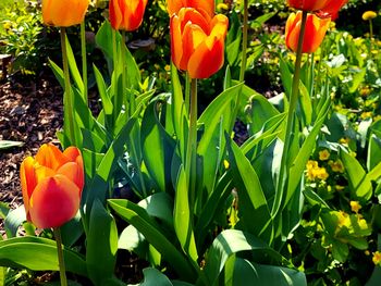 Der Mai ist gekommen - Frühlingsluft im Ficheltebirge