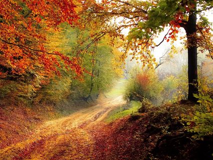Goldener Herbst im Bayerischen Wald