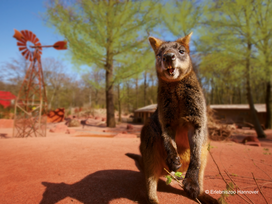 Erlebnis-Zoo Hannover mit Hotel