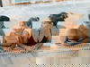 5 Wohlfühltage im Herzen der Pfalz & Therme MonteMare