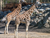 Zoo Schwerin mit Tageseintritt und Übernachtung