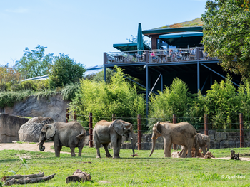 Opel-Zoo Tickets mit Hotel
