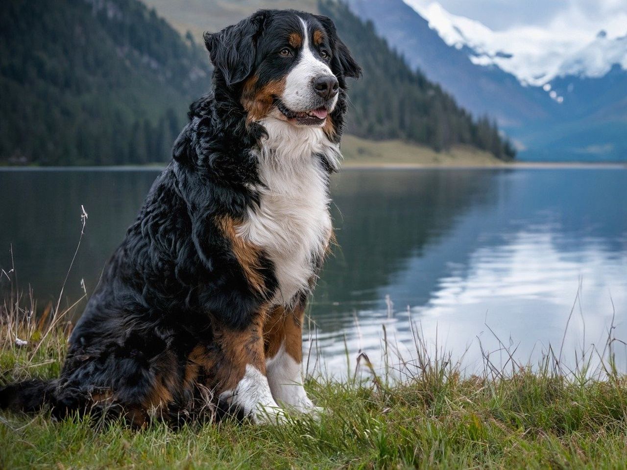 Freude auf 4 Pfoten St. Englmar mit dem Hund | 8T