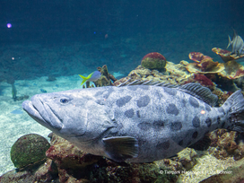 Tierpark und Tropen Aquarium Hagenbeck in Hamburg mit Hotel