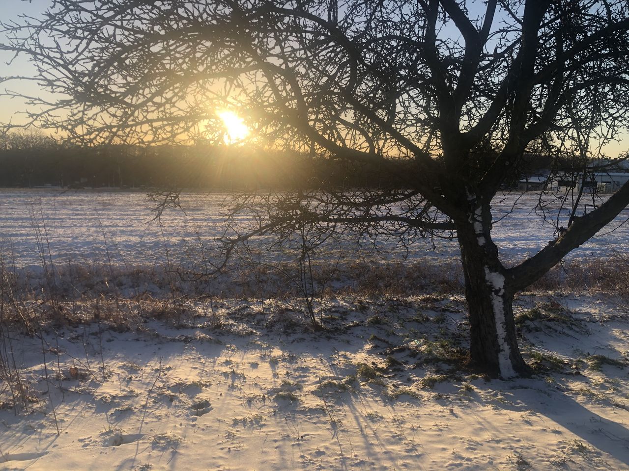 Wintererwachen im Wald