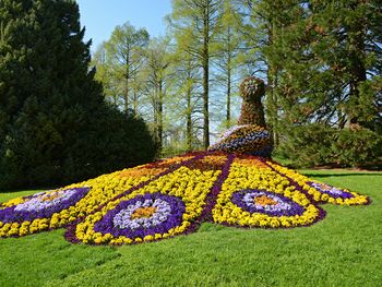 Blütenpracht auf der Insel Mainau am Bodensee-4 Tage